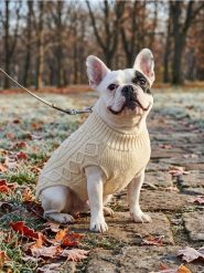 Sweter dla zwierząt z warkoczowym splotem - beżowy. Brązowe swetry męskie Sinsay, bez wzorów, ze splotem, bez kołnierzyka, bez ramiączek. Za 15.99 zł.