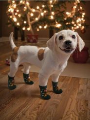 Skarpetki dla psa z motywem świątecznym - zielony. Zielone skarpetki damskie Sinsay, bez wzorów. Za 9.99 zł.